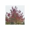 Liquidambar styraciflua 'Worplesdon' | Sweet Gum Tree | 12L Pot | 150-180cm | By Frank P Matthews