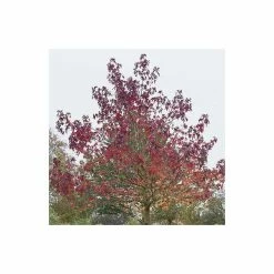 Liquidambar styraciflua 'Worplesdon' | Sweet Gum Tree | 12L Pot | 150-180cm | By Frank P Matthews