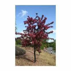 Malus toringo 'Scarlett' | Crab Apple Tree | 12L Pot | 150-180cm | By Frank P Matthews 6 Malus toringo 'Scarlett' | Crab Apple Tree | 12L Pot | 150-180cm | By Frank P Matthews -Roots Shop TR073912L add image 1 1fd9