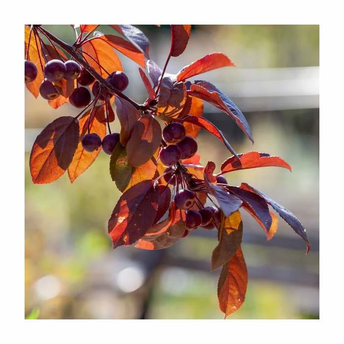 Malus toringo 'Scarlett' | Crab Apple Tree | 12L Pot | 150-180cm | By Frank P Matthews 4 Malus toringo 'Scarlett' | Crab Apple Tree | 12L Pot | 150-180cm | By Frank P Matthews - Image 4