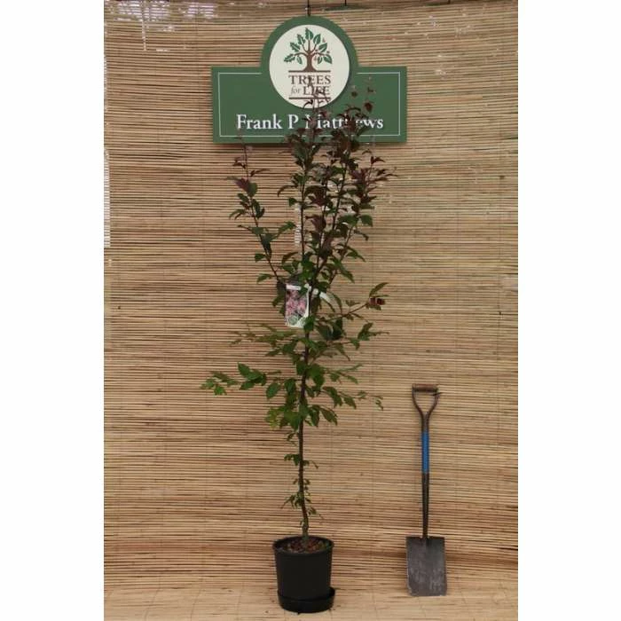 Malus × moerlandsii 'Profusion' | Crab Apple Tree | 12L Pot | 150-180cm | By Frank P Matthews 2 Malus × moerlandsii 'Profusion' | Crab Apple Tree | 12L Pot | 150-180cm | By Frank P Matthews - Image 2