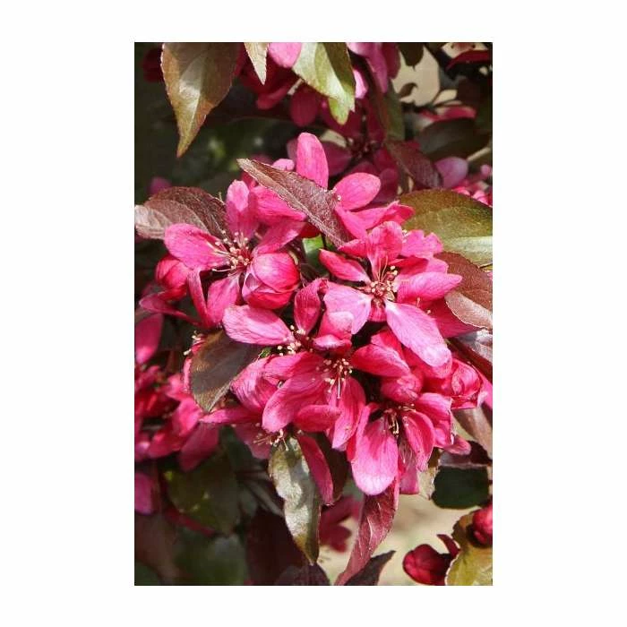 Malus × moerlandsii 'Profusion' | Crab Apple Tree | 12L Pot | 150-180cm | By Frank P Matthews 1 Malus × moerlandsii 'Profusion' | Crab Apple Tree | 12L Pot | 150-180cm | By Frank P Matthews