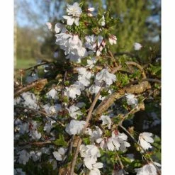 Prunus 'Frilly Frock' | Variegated Weeping Cherry Blossom Tree | 12L Pot | 150-180cm | By Frank P Matthews 8 Prunus 'Frilly Frock' | Variegated Weeping Cherry Blossom Tree | 12L Pot | 150-180cm | By Frank P Matthews -Roots Shop TR074512L add image 2 fb12
