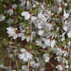 Prunus 'Frilly Frock' | Variegated Weeping Cherry Blossom Tree | 12L Pot | 150-180cm | By Frank P Matthews 9 Prunus 'Frilly Frock' | Variegated Weeping Cherry Blossom Tree | 12L Pot | 150-180cm | By Frank P Matthews -Roots Shop TR074512L add image 3 0d26