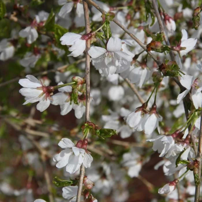 Prunus 'Frilly Frock' | Variegated Weeping Cherry Blossom Tree | 12L Pot | 150-180cm | By Frank P Matthews 5 Prunus 'Frilly Frock' | Variegated Weeping Cherry Blossom Tree | 12L Pot | 150-180cm | By Frank P Matthews - Image 5