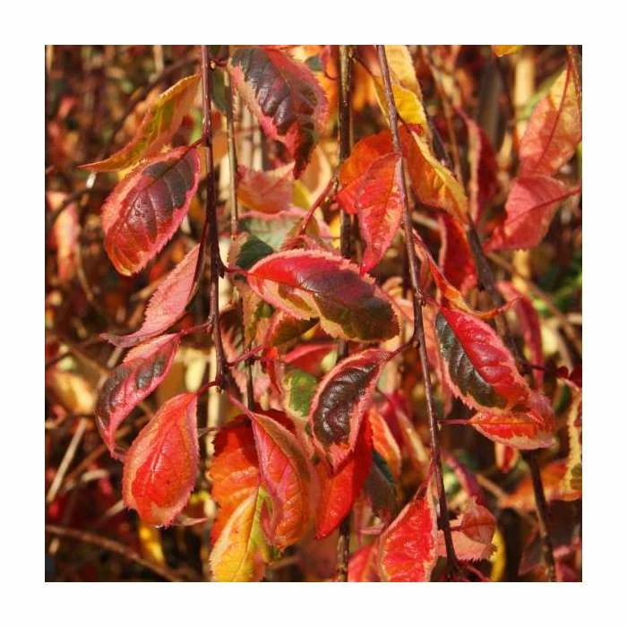Prunus 'Frilly Frock' | Variegated Weeping Cherry Blossom Tree | 12L Pot | 150-180cm | By Frank P Matthews 1 Prunus 'Frilly Frock' | Variegated Weeping Cherry Blossom Tree | 12L Pot | 150-180cm | By Frank P Matthews