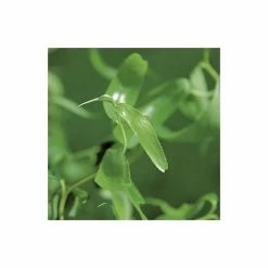 Salix erythroflexuosa ‘Golden Curls’ | Willow Tree | 12L Pot | 150-180cm | By Frank P Matthews 5 Salix erythroflexuosa ‘Golden Curls’ | Willow Tree | 12L Pot | 150-180cm | By Frank P Matthews -Roots Shop TR075512L add image 1 2258