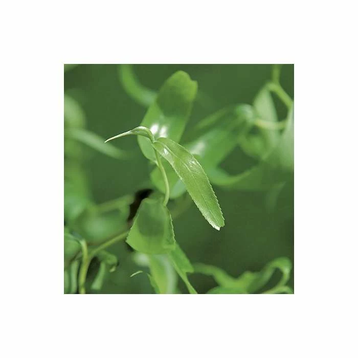 Salix erythroflexuosa ‘Golden Curls’ | Willow Tree | 12L Pot | 150-180cm | By Frank P Matthews 3 Salix erythroflexuosa ‘Golden Curls’ | Willow Tree | 12L Pot | 150-180cm | By Frank P Matthews - Image 3