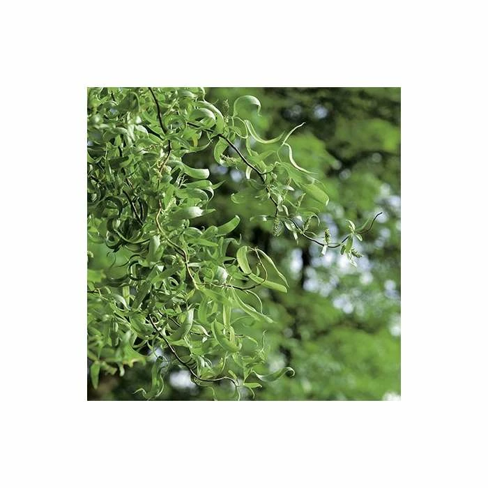 Salix erythroflexuosa ‘Golden Curls’ | Willow Tree | 12L Pot | 150-180cm | By Frank P Matthews 2 Salix erythroflexuosa ‘Golden Curls’ | Willow Tree | 12L Pot | 150-180cm | By Frank P Matthews - Image 2