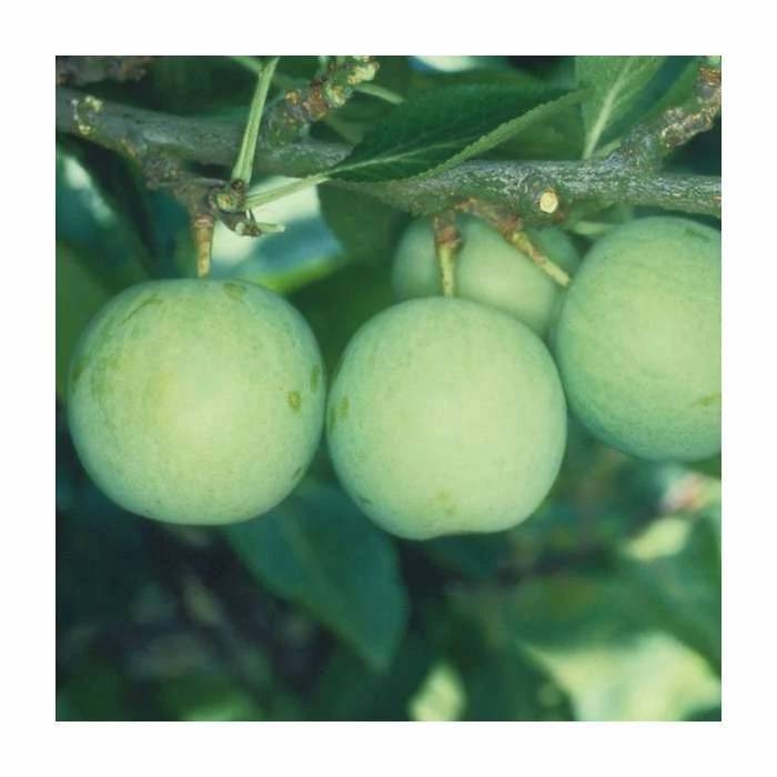 5ft 'Old Green Gage' Plum Tree | VVA-1 Semi Dwarfing Rootstock | 12L Pot | By Frank P Matthews™ 1 5ft 'Old Green Gage' Plum Tree | VVA-1 Semi Dwarfing Rootstock | 12L Pot | By Frank P Matthews™