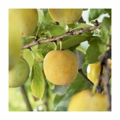 5ft 'Oullins Golden Gage' Plum Tree | VVA-1 Semi Dwarfing Rootstock | 12L Pot | By Frank P Matthews™ -Roots Shop TR078112L rollover image 58e5