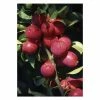 Malus 'Pink Glow' | Crab Apple Tree | Bare Root | By Frank P Matthews