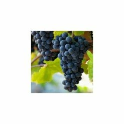 2-3ft 'Pinot Noir' Grape Vine | 3L Pot