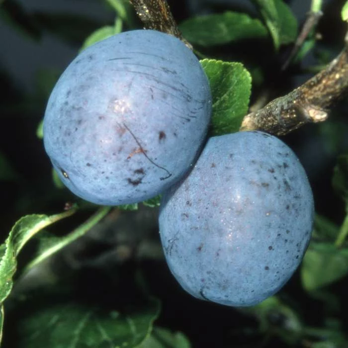 5ft 'Herman' Plum Tree | VVA-1 Semi Dwarfing Rootstock | 12L Pot | By Frank P Matthews™ 3 5ft 'Herman' Plum Tree | VVA-1 Semi Dwarfing Rootstock | 12L Pot | By Frank P Matthews™ - Image 3