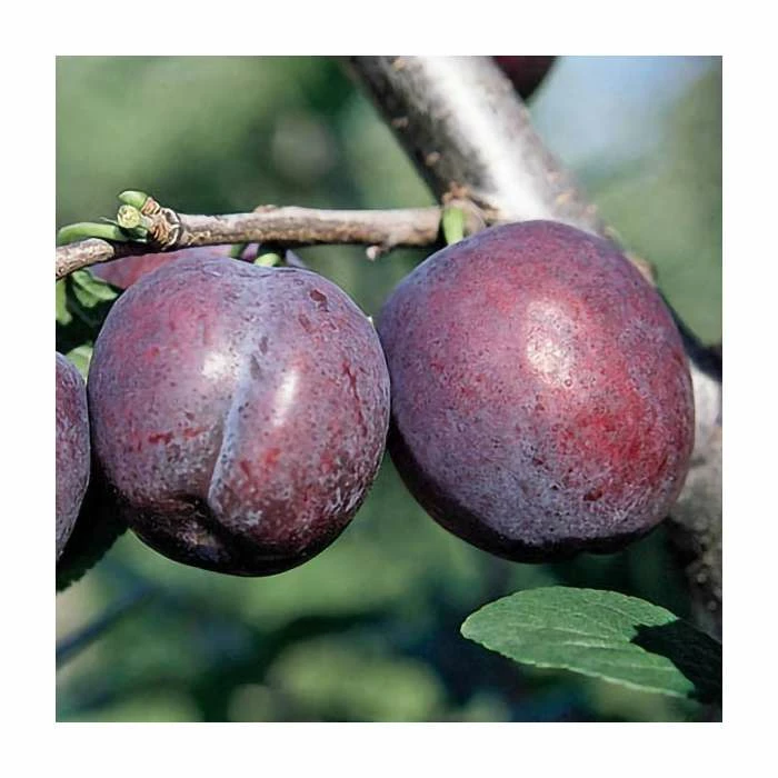5ft 'Herman' Plum Tree | VVA-1 Semi Dwarfing Rootstock | 12L Pot | By Frank P Matthews™ 1 5ft 'Herman' Plum Tree | VVA-1 Semi Dwarfing Rootstock | 12L Pot | By Frank P Matthews™