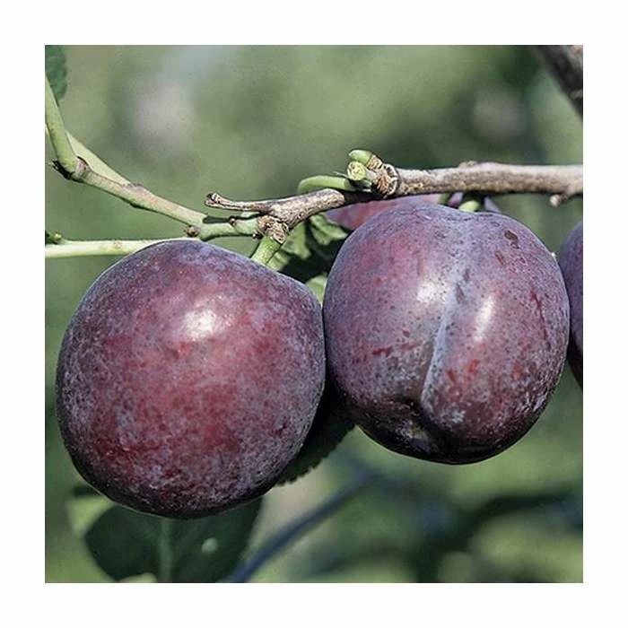 5ft 'Herman' Plum Tree | VVA-1 Semi Dwarfing Rootstock | 12L Pot | By Frank P Matthews™ 2 5ft 'Herman' Plum Tree | VVA-1 Semi Dwarfing Rootstock | 12L Pot | By Frank P Matthews™ - Image 2