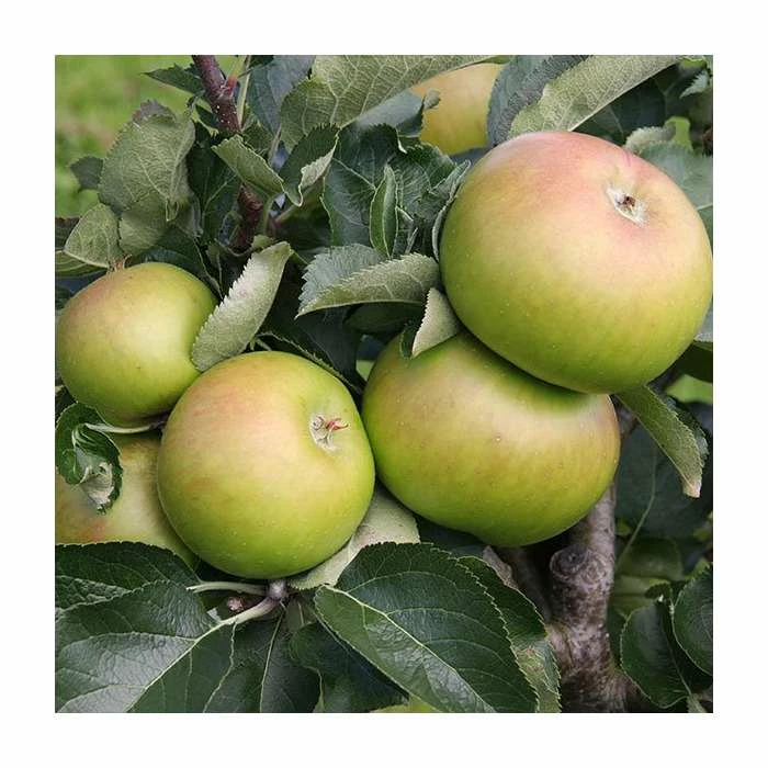 5ft 'Bramley 20' Cooking Apple Tree | M26 Semi Dwarfing Rootstock | 12L Pot | By Frank P Matthews™ 3 5ft 'Bramley 20' Cooking Apple Tree | M26 Semi Dwarfing Rootstock | 12L Pot | By Frank P Matthews™ - Image 3