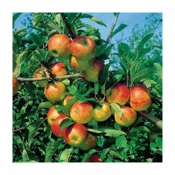 5ft 'Cox Self Fertile' Dessert Apple Tree | M26 Semi Dwarfing Rootstock | 12L Pot | By Frank P Matthews™ 7 5ft 'Cox Self Fertile' Dessert Apple Tree | M26 Semi Dwarfing Rootstock | 12L Pot | By Frank P Matthews™ -Roots Shop TR1126 add image 1 0ed9