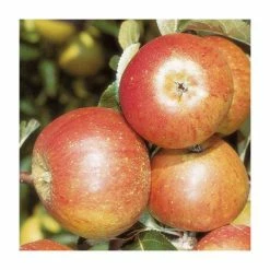 5ft 'Cox Self Fertile' Dessert Apple Tree | M26 Semi Dwarfing Rootstock | 12L Pot | By Frank P Matthews™ 8 5ft 'Cox Self Fertile' Dessert Apple Tree | M26 Semi Dwarfing Rootstock | 12L Pot | By Frank P Matthews™ -Roots Shop TR1126 add image 2 a7ee