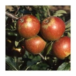 5ft 'Cox Self Fertile' Dessert Apple Tree | M26 Semi Dwarfing Rootstock | 12L Pot | By Frank P Matthews™ 9 5ft 'Cox Self Fertile' Dessert Apple Tree | M26 Semi Dwarfing Rootstock | 12L Pot | By Frank P Matthews™ -Roots Shop TR1126 add image 3 75de
