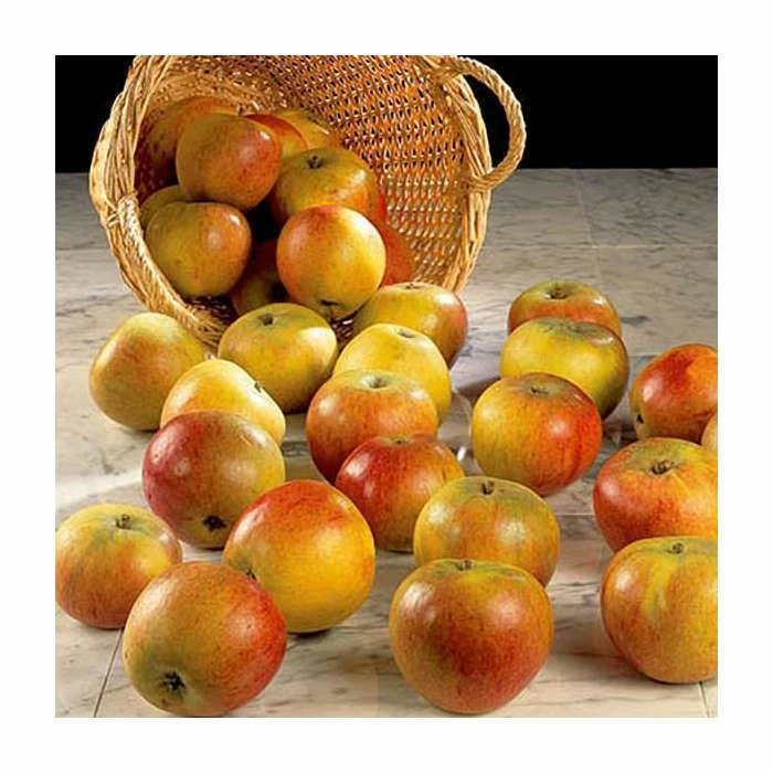 5ft 'Cox Self Fertile' Dessert Apple Tree | M26 Semi Dwarfing Rootstock | 12L Pot | By Frank P Matthews™ 2 5ft 'Cox Self Fertile' Dessert Apple Tree | M26 Semi Dwarfing Rootstock | 12L Pot | By Frank P Matthews™ - Image 2