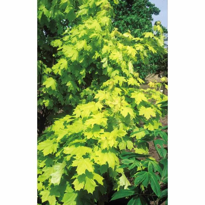Acer platanoides Princeton Gold ('Prigo'PBR) | Norway Maple Tree | 12L Pot | 150-180cm | By Frank P Matthews 1 Acer platanoides Princeton Gold ('Prigo'PBR) | Norway Maple Tree | 12L Pot | 150-180cm | By Frank P Matthews