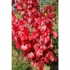 Acer rubrum Red Sunset ('Franksred') | Red Maple Tree | 12L Pot | 150-180cm | By Frank P Matthews -Roots Shop TR1164 add image 2 ad23