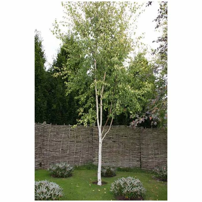 Betula pendula subsp. pendula 'Golden Fountain' | Golden Birch Tree | 12L Pot | 150-180cm | By Frank P Matthews 1 Betula pendula subsp. pendula 'Golden Fountain' | Golden Birch Tree | 12L Pot | 150-180cm | By Frank P Matthews
