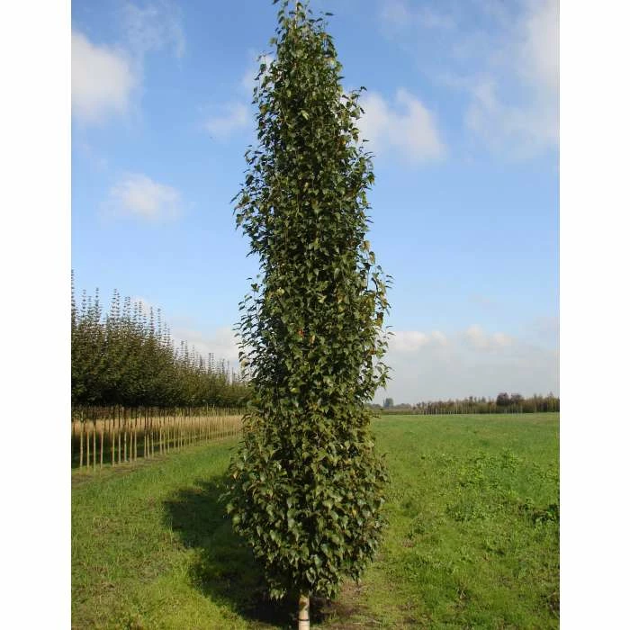 Betula pendula 'Fastigiata Joes' (PBR) | Upright Birch Tree | 12L Pot | 150-180cm | By Frank P Matthews 1 Betula pendula 'Fastigiata Joes' (PBR) | Upright Birch Tree | 12L Pot | 150-180cm | By Frank P Matthews