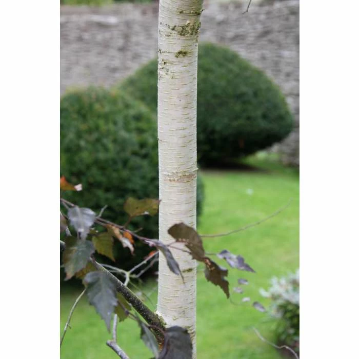 Betula 'Royal Frost' | Purple Birch Tree | 12L Pot | 150-180cm | By Frank P Matthews 2 Betula 'Royal Frost' | Purple Birch Tree | 12L Pot | 150-180cm | By Frank P Matthews - Image 2