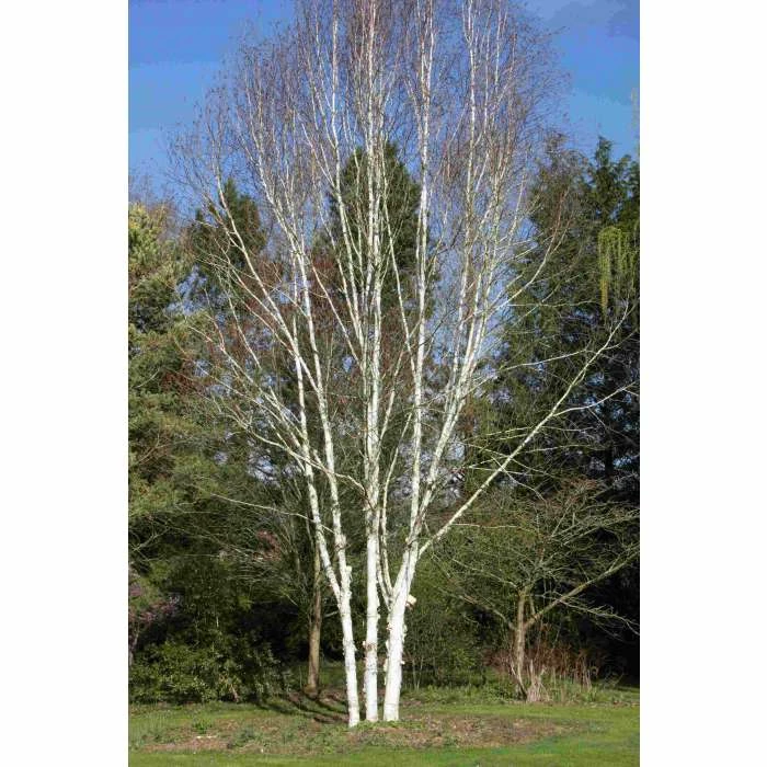 Himalayan Birch | Betula Utilis Var Jacquemontii 'Snow Queen' 1 Himalayan Birch | Betula Utilis Var Jacquemontii 'Snow Queen'