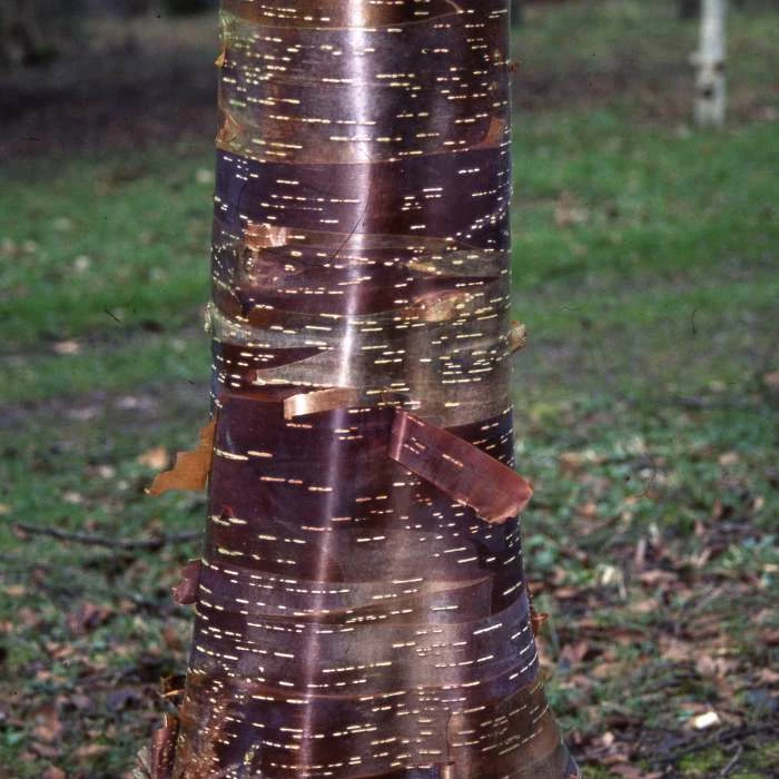 Betula utilis ‘Wakehurst Place Chocolate’ | Himalayan Birch Tree | 12L Pot | 150-180cm | By Frank P Matthews 1 Betula utilis ‘Wakehurst Place Chocolate’ | Himalayan Birch Tree | 12L Pot | 150-180cm | By Frank P Matthews