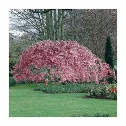 Prunus pendula 'Pendula Rubra' | Weeping Cherry Blossom Tree | 12L Pot | 150-180cm | By Frank P Matthews 8 Prunus pendula 'Pendula Rubra' | Weeping Cherry Blossom Tree | 12L Pot | 150-180cm | By Frank P Matthews -Roots Shop TR1213 add image 2 7133