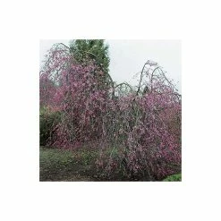 Prunus pendula 'Pendula Rubra' | Weeping Cherry Blossom Tree | 12L Pot | 150-180cm | By Frank P Matthews
