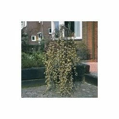 Salix caprea 'Kilmarnock' | Weeping Willow Tree | 12L Pot | 150-180cm | By Frank P Matthews -Roots Shop TR1219 add image 5 7d18