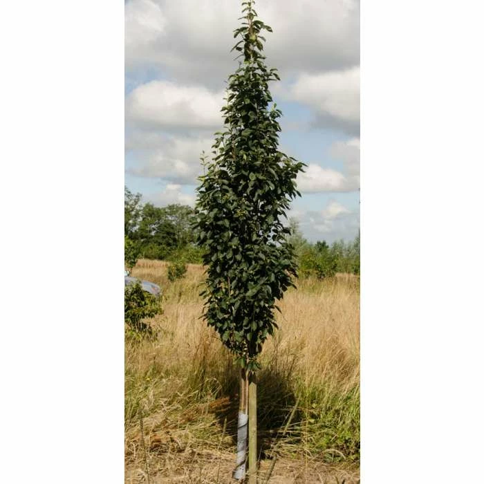 Sorbus alnifolia 'Red Bird' | Rowan Tree | 12L Pot | 150-180cm | By Frank P Matthews 1 Sorbus alnifolia 'Red Bird' | Rowan Tree | 12L Pot | 150-180cm | By Frank P Matthews