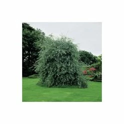 Weeping Pear Tree | Pyrus Salicifolia 'Pendula' -Roots Shop TR1276 add image 2 a52c