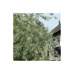 Weeping Pear Tree | Pyrus Salicifolia 'Pendula' -Roots Shop TR1276 add image 3 897a