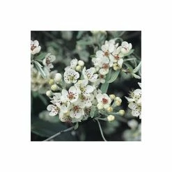 Weeping Pear Tree | Pyrus Salicifolia 'Pendula' -Roots Shop TR1276 add image 4 4064