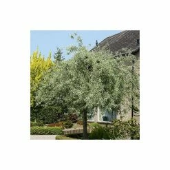 Weeping Pear Tree | Pyrus Salicifolia 'Pendula'