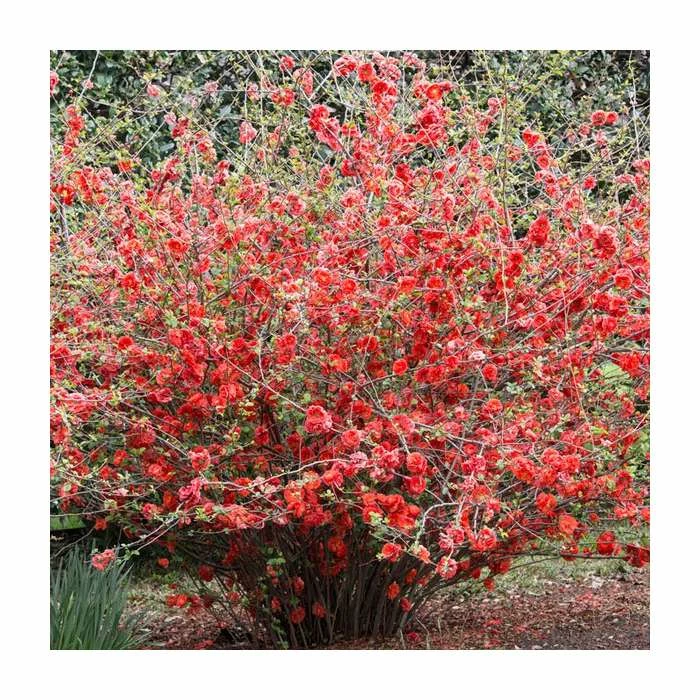Chaenomeles speciosa | Japanese Quince | Bare Root | 20-50cm 1 Chaenomeles speciosa | Japanese Quince | Bare Root | 20-50cm