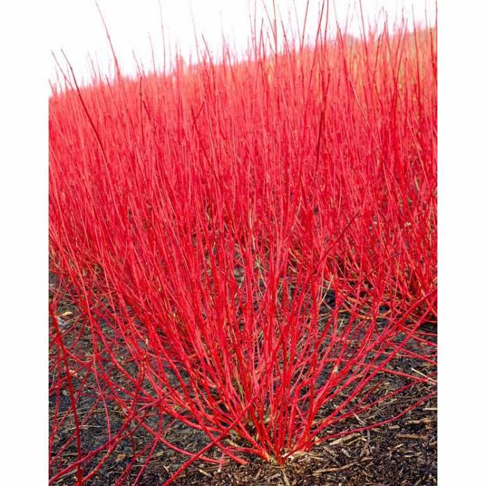 0.6-1.6ft Red Stemmed Dogwood | Bare Root | Cornus Alba 1 0.6-1.6ft Red Stemmed Dogwood | Bare Root | Cornus Alba