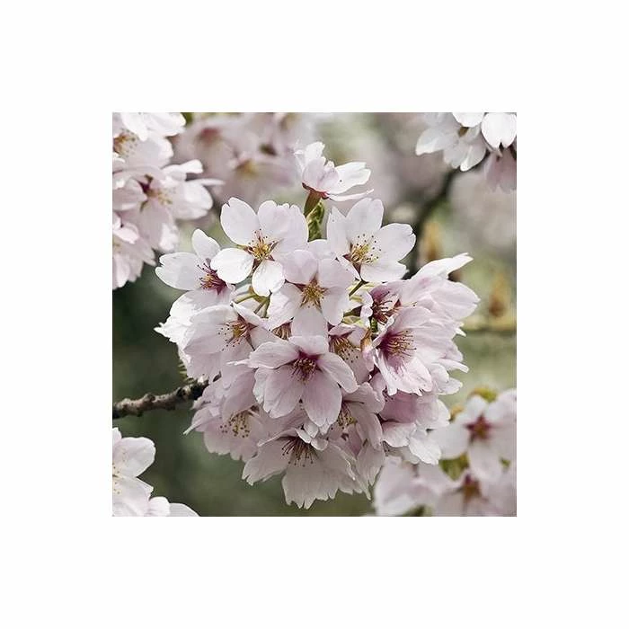 Prunus yedoensis 'Shidare Yoshino' | Cherry Blossom Tree 2 Prunus yedoensis 'Shidare Yoshino' | Cherry Blossom Tree - Image 2