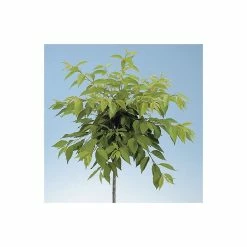 Prunus yedoensis 'Shidare Yoshino' | Cherry Blossom Tree 10 Prunus yedoensis 'Shidare Yoshino' | Cherry Blossom Tree -Roots Shop TR1339 add image 2 9fbe