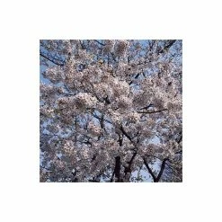 Prunus yedoensis 'Shidare Yoshino' | Cherry Blossom Tree 11 Prunus yedoensis 'Shidare Yoshino' | Cherry Blossom Tree -Roots Shop TR1339 add image 3 19fa