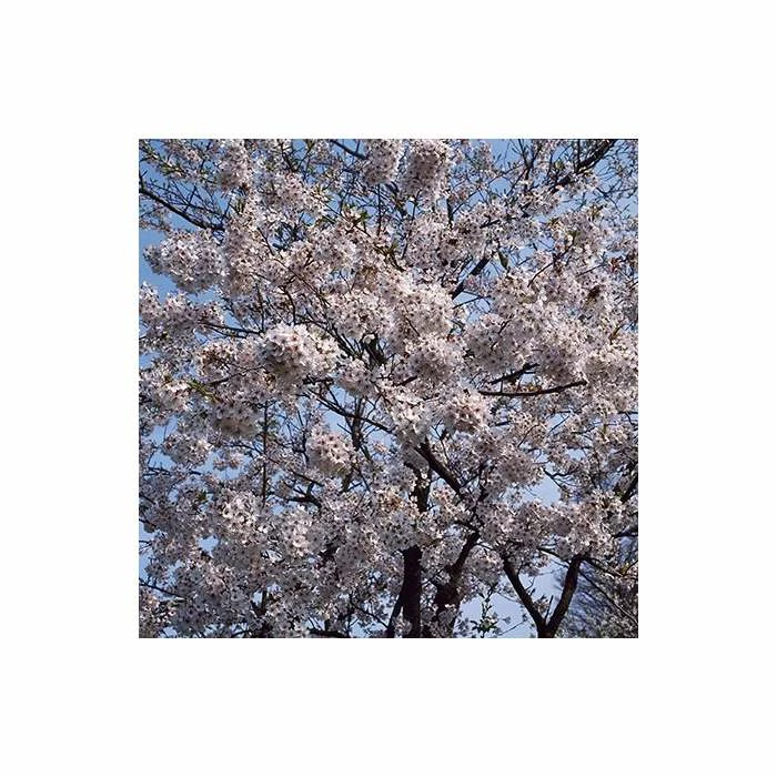 Prunus yedoensis 'Shidare Yoshino' | Cherry Blossom Tree 4 Prunus yedoensis 'Shidare Yoshino' | Cherry Blossom Tree - Image 4
