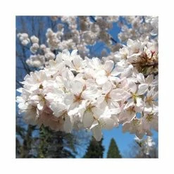 Prunus yedoensis 'Shidare Yoshino' | Cherry Blossom Tree 12 Prunus yedoensis 'Shidare Yoshino' | Cherry Blossom Tree -Roots Shop TR1339 add image 4 5161