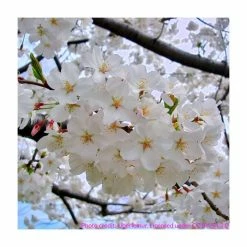 Prunus yedoensis 'Shidare Yoshino' | Cherry Blossom Tree 13 Prunus yedoensis 'Shidare Yoshino' | Cherry Blossom Tree -Roots Shop TR1339 add image 5 68c0