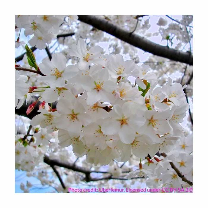 Prunus yedoensis 'Shidare Yoshino' | Cherry Blossom Tree 6 Prunus yedoensis 'Shidare Yoshino' | Cherry Blossom Tree - Image 6