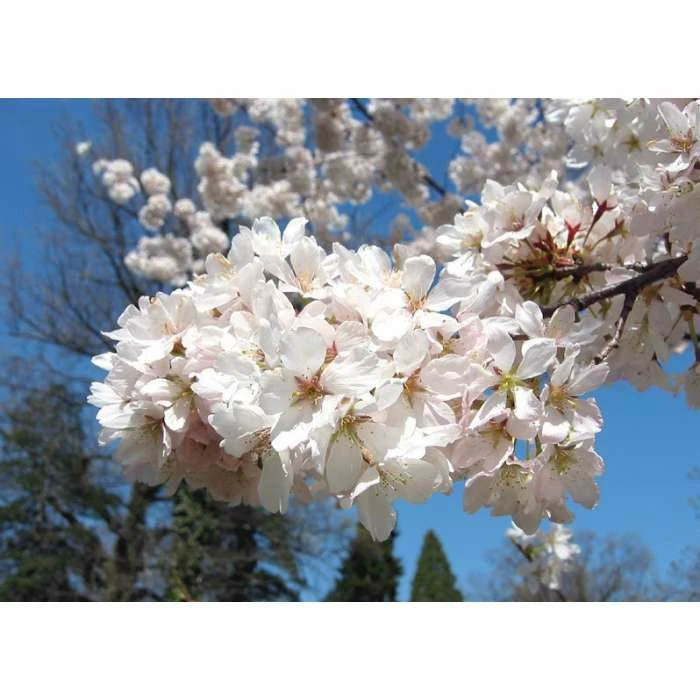 Prunus yedoensis 'Shidare Yoshino' | Cherry Blossom Tree 7 Prunus yedoensis 'Shidare Yoshino' | Cherry Blossom Tree - Image 7